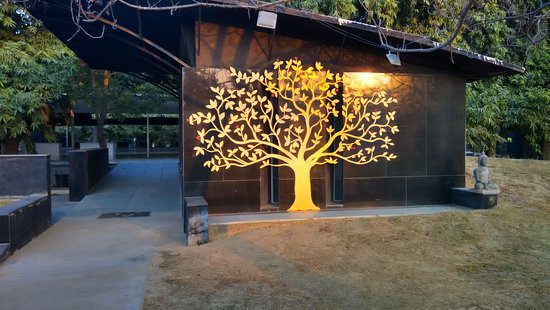 sunlit bodhi tree