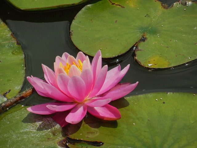 Tantra